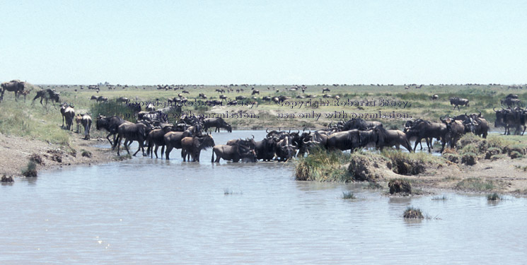 wildebeest herd in water Tanzania (East Africa)