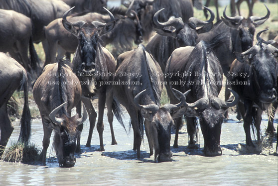 drinking wildebeests in water