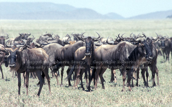 wildebeest herd Tanzania (East Africa)