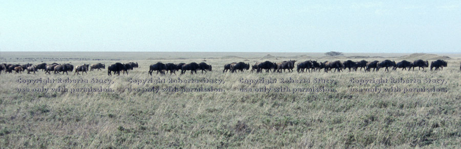 long line of migrating wildebeests Tanzania (East Africa)