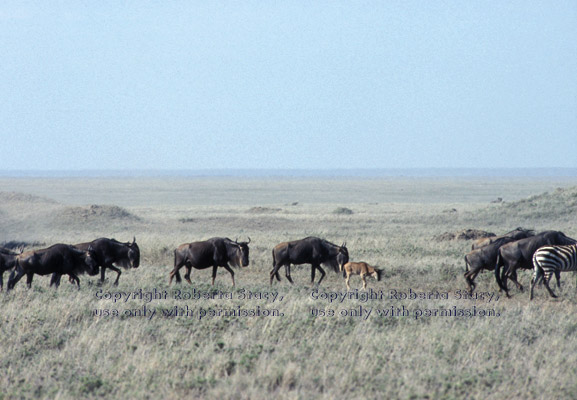 migrating wildebeests Tanzania (East Africa)