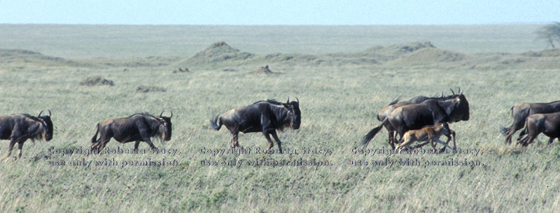 migrating wildebeests running Tanzania (East Africa)