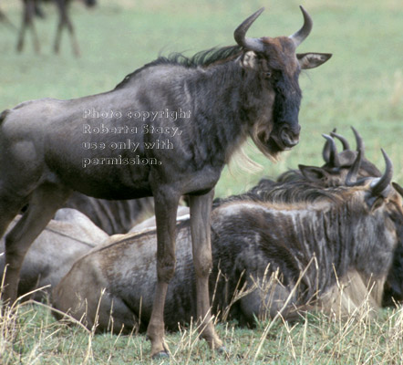 wildebeests Tanzania (East Africa)