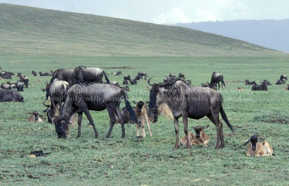 wildebeest calves and adults Tanzania (East Africa)