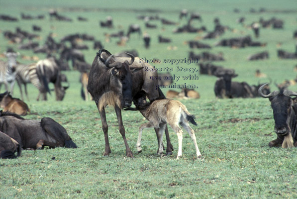 wildebeest baby nursing Tanzania (East Africa)