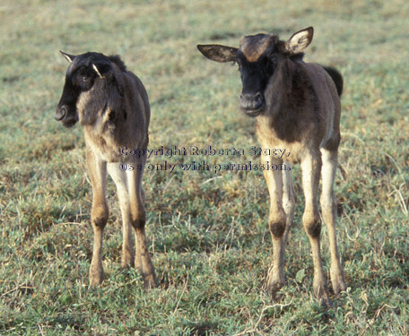 wildebeest calves Tanzania (East Africa)