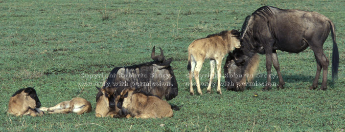 wildebeest babies and adults Tanzania (East Africa)