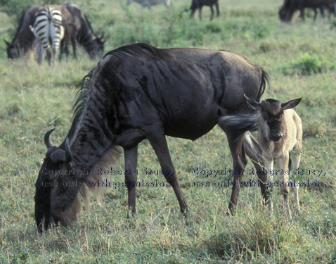 wildebeest mother and baby Tanzania (East Africa)