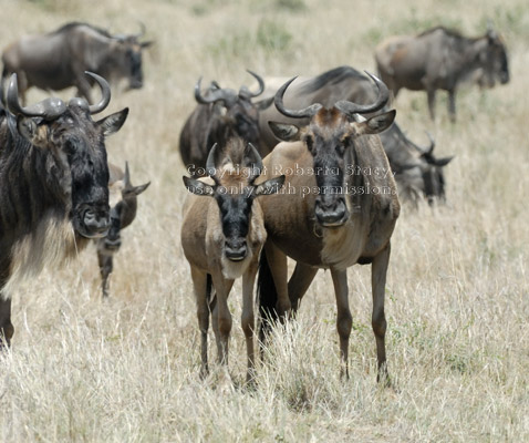 wildebeests, juvenile and adult