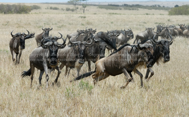 a group of running wildebeests