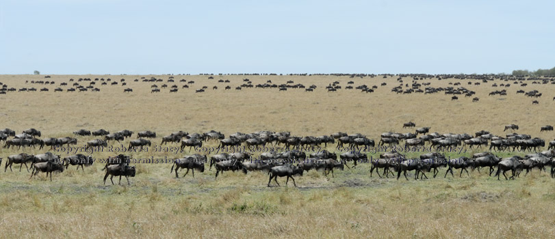 many walking wildebeests