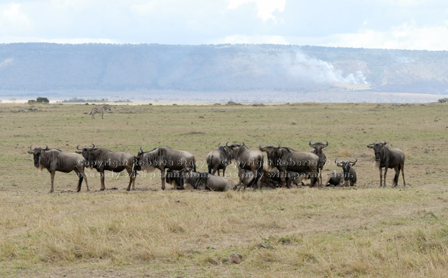 wildebeest group