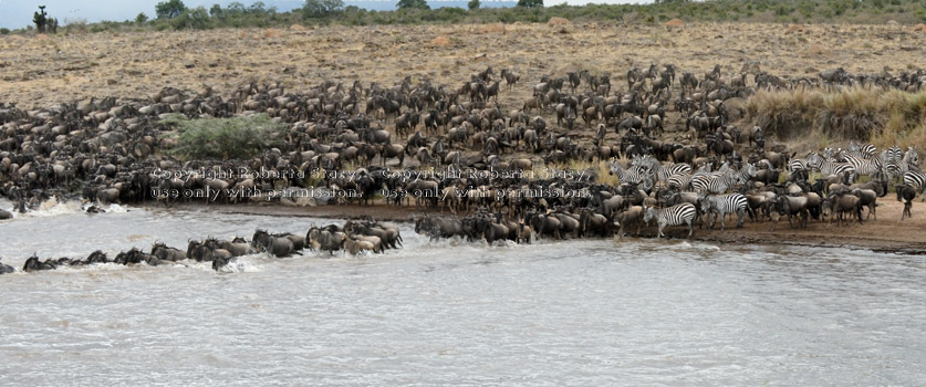 wildebeests crossing Mara River