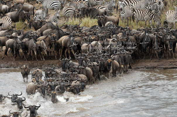 wildebeests crossing the Mara River