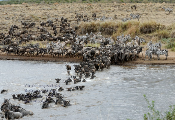 wildebeests swimming across the Mara River