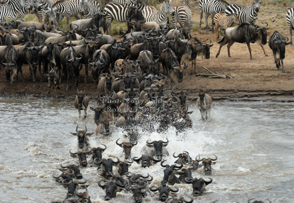 swimming wildebeests crossing the Mara River