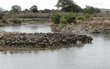 many wildebeests ready to cross the Mara River