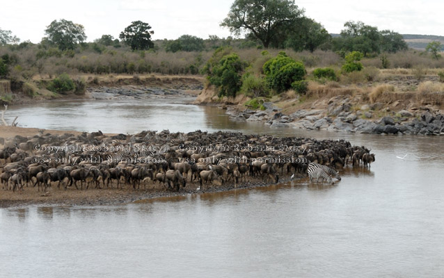 many wildebeests ready to cross the Mara River