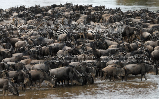 wildebeests and zebras starting to cross the Mara River