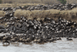 wildebeests climbing up the far bank after crossing the Mara River