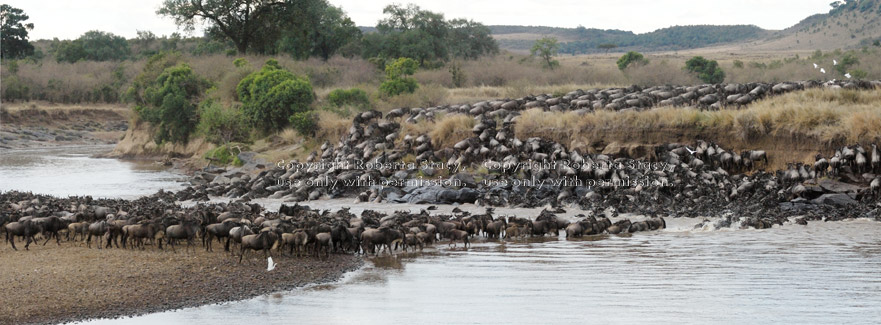 wide view of wildebeest river crossing