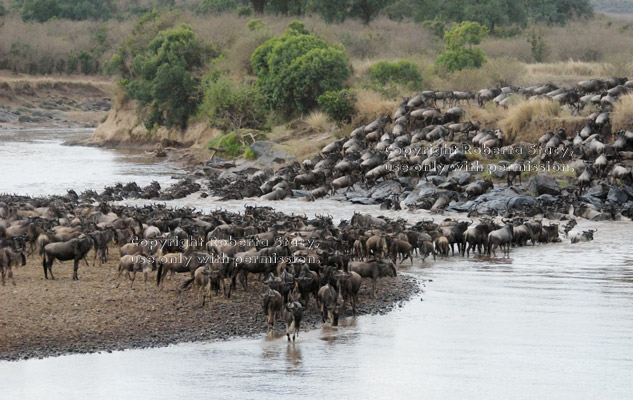 wildebeest river crossing, Mara River