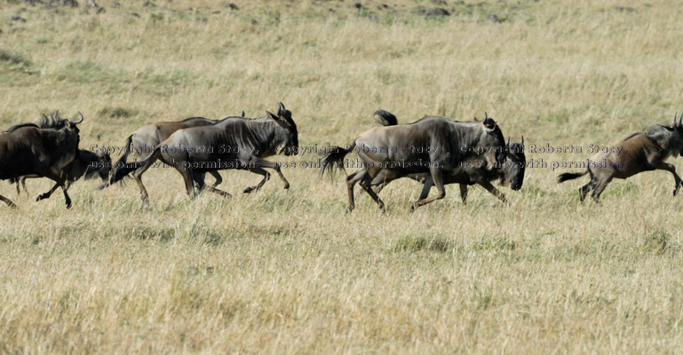 line of running wildebeests