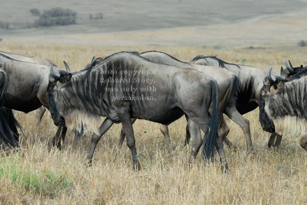 walking wildebeests