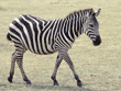 common zebra Tanzania East Africa