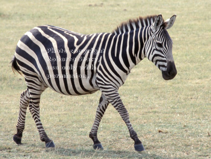 common zebra Tanzania (East Africa)