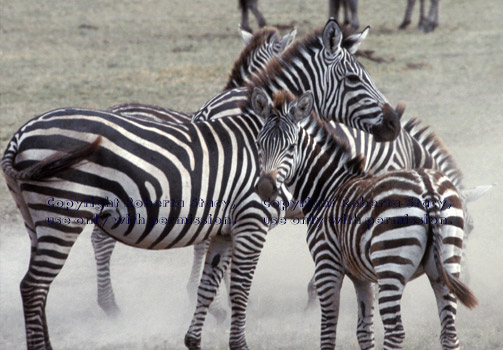 group of common zebras Tanzania