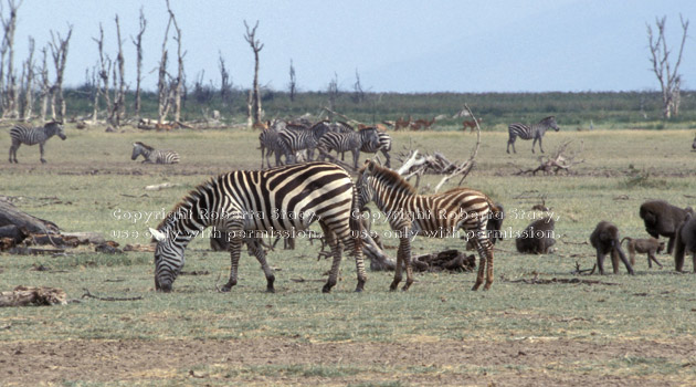 common zebras and olive baboons Tanzania