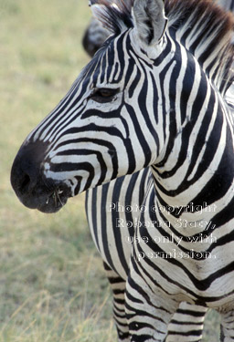 common zebra Tanzania (East Africa)