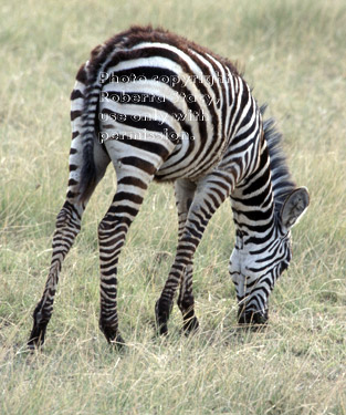 common zebra Tanzania (East Africa)