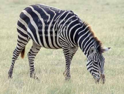 common zebra Tanzania (East Africa)