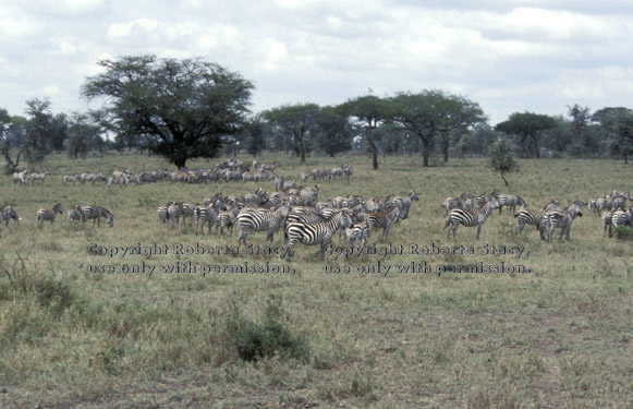 common-zebra herd Tanzania