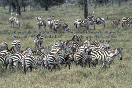 herd of common zebras Tanzania