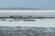 common zebras drinking, with flamingos in background Ngorongoro Crater