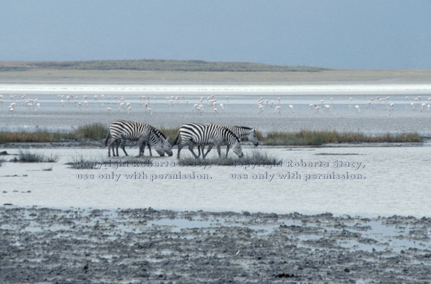 common zebras drinking, with flamingos in background Ngorongoro Crater