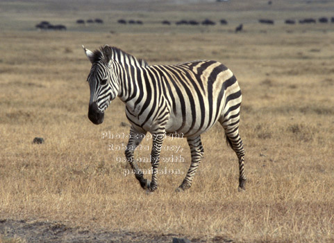 common zebra at sunset Tanzania (East Africa)