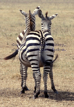 common zebras Tanzania