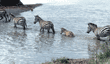 zebras crossing river Tanzania (East Africa)