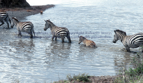 common zebras crossing river