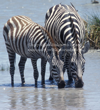 zebras drinking from river Tanzania (East Africa)