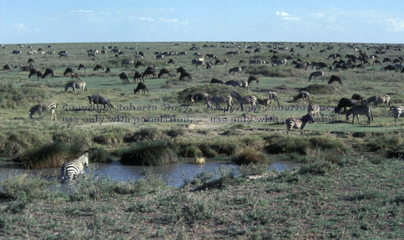 zebras and wildebeests Tanzania (East Africa)