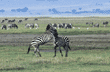 zebras playing Tanzania (East Africa)