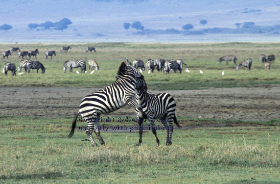 zebras playing Tanzania (East Africa)