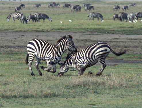 zebras playing Tanzania (East Africa)