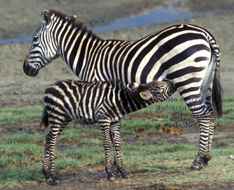 baby zebra nursing Tanzania (East Africa)