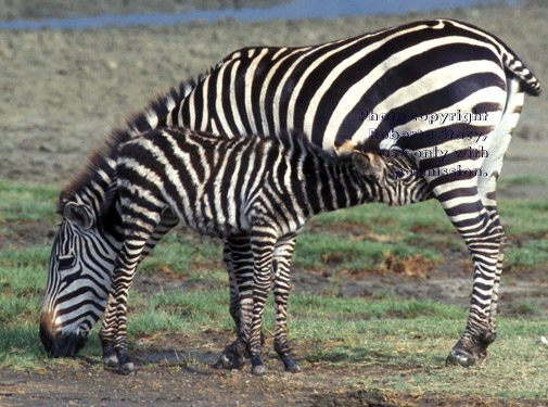 mother zebra eating while nursing her baby